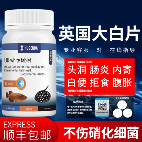 正品英国大白片鱼药内寄鱼用头洞