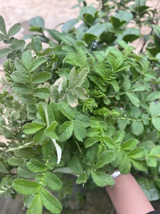 当季新货正宗翻白草鸡腿草整颗带根翻白草新鲜原生态