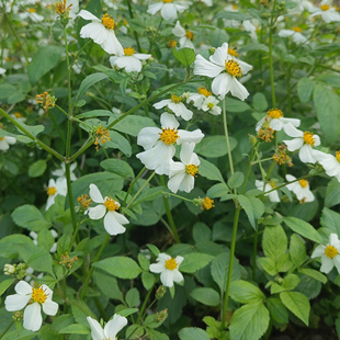 云南新鲜鬼针草现挖现发全草发货