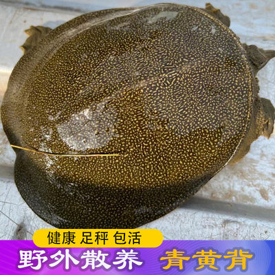 甲鱼活鲜活食用中华鳖活物水产青黄背老鳖团鱼足秤