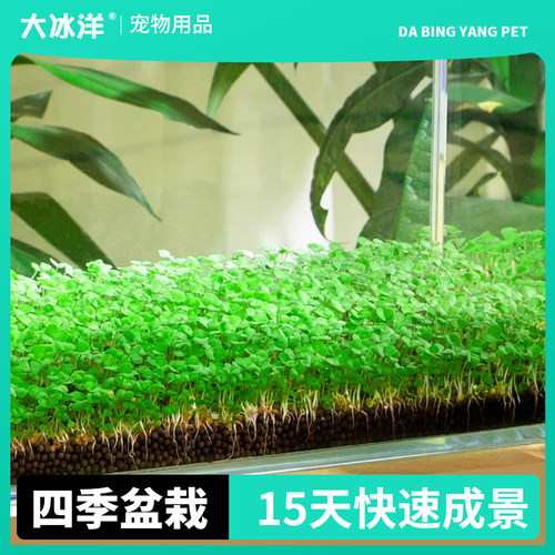 鱼缸水草种子生态玻璃瓶