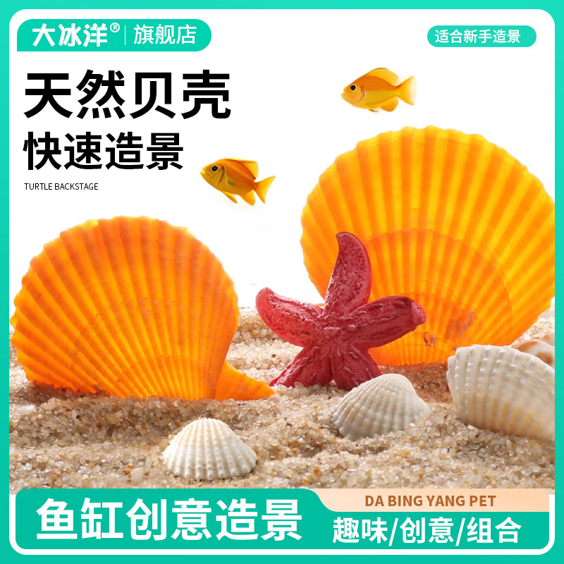 躲避屋繁殖窝天然海螺贝壳