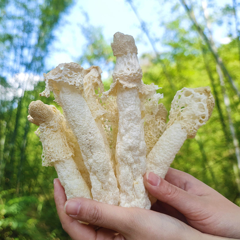 竹荪织金干货红托竹荪贵州野生短裙竹荪无添加四川织金竹荪天然