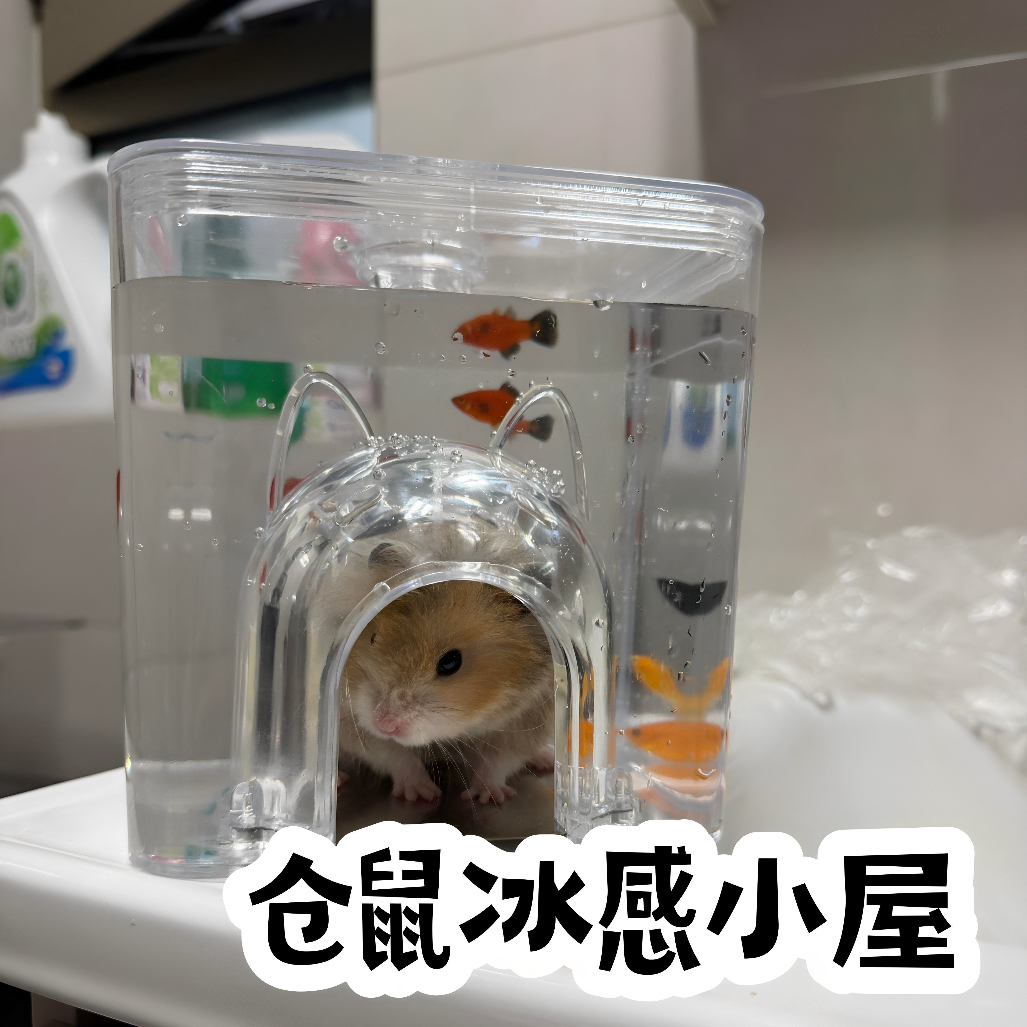 鼠鼠生存日记~仓鼠冰感小