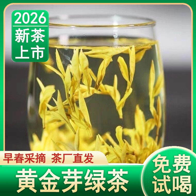 2026新茶明前特级正宗黄金芽茶叶头采全芽早春50克罐装包邮