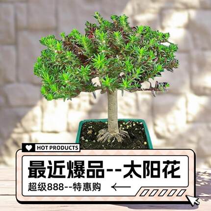 宿根重瓣太阳花老桩玫红王太阳花老桩太阳花花苗花卉绿植盆栽盆景