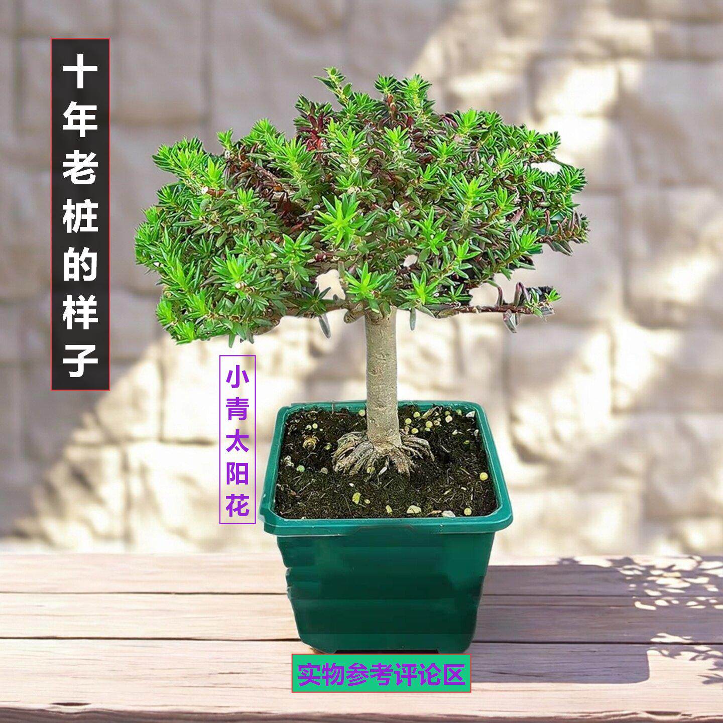 宿根重瓣太阳花老桩玫红王太阳花老桩带盆多色太阳花枝条花卉绿植