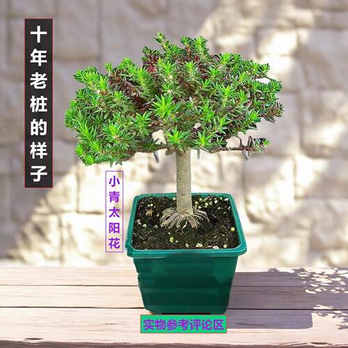 宿根重瓣太阳花老桩玫红王太阳花老桩带盆多色太阳花枝条花卉绿植