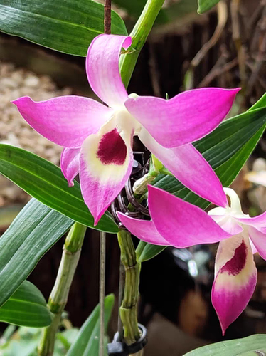云越佳人越南石斛杂云南金钗Dendrobium vietnamense&nobile