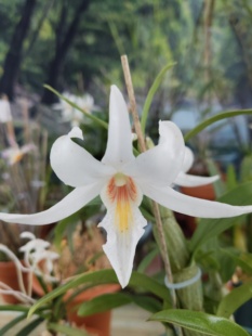 龙石斛Den. draconis Rchb.f石斛兰花盆景一盆