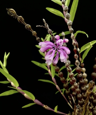 印尼林德加尼石斛Dendrobium rindjaniense J.J.Sm#石斛兰#洋兰