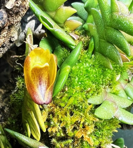 印尼剑叶组狮花（狮子）石斛Dendrobium leonis Rchb. f.