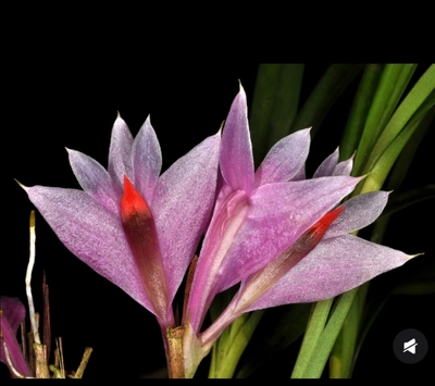 新几内亚青紫石斛Dendrobium violaceum Kraenz紫色粉色两种花色
