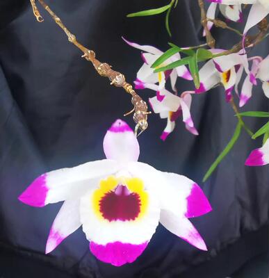 红米珠串珠石斛Dendrobium