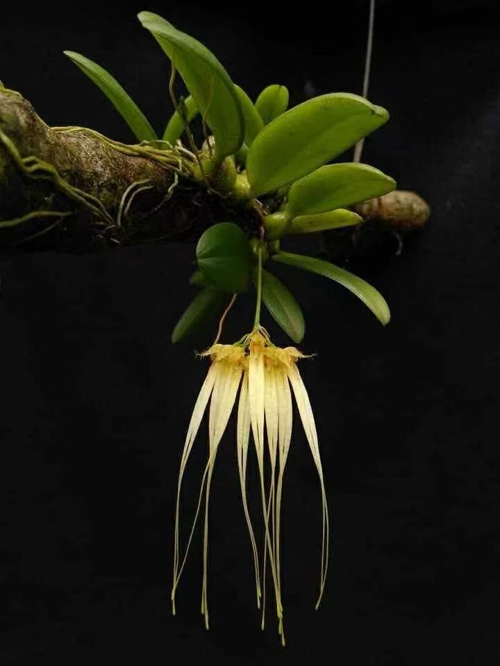 越南斑唇卷瓣兰Bulbophyllumpecten-veneris#热带雨林植物#石豆兰