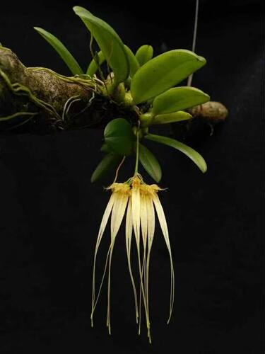 越南斑唇卷瓣兰Bulbophyllumpecten-veneris#热带雨林植物#石豆兰