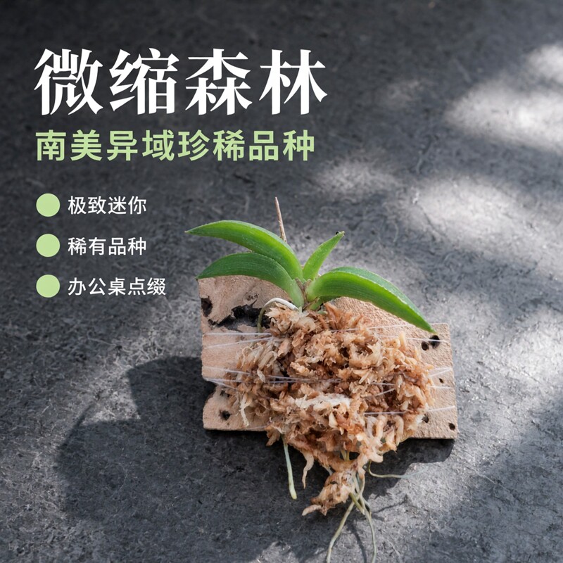 南美迷你文心兰霍氏托伦兰Tolumnia hawkesiana南美兰小型品种
