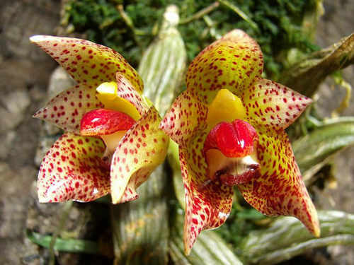 菲律宾短莛石豆兰Bulbophyllum leopardinum 一盆