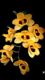 曲轴石斛Den.gibsonii