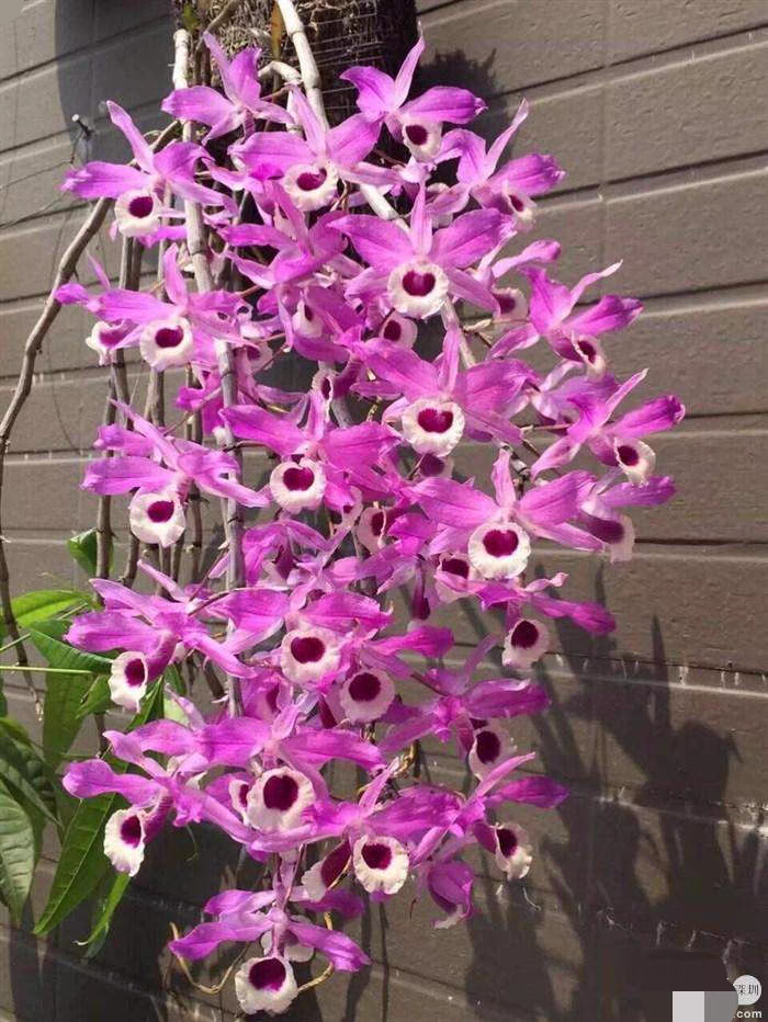 喇叭唇石斛Denlituiflorum原种苗板植成活10苗左右一板#石斛兰,鲜花速递/花卉仿真/绿植园艺,国兰/杂交兰/洋兰类,淘宝优惠券,粉丝福利购,淘宝优惠卷