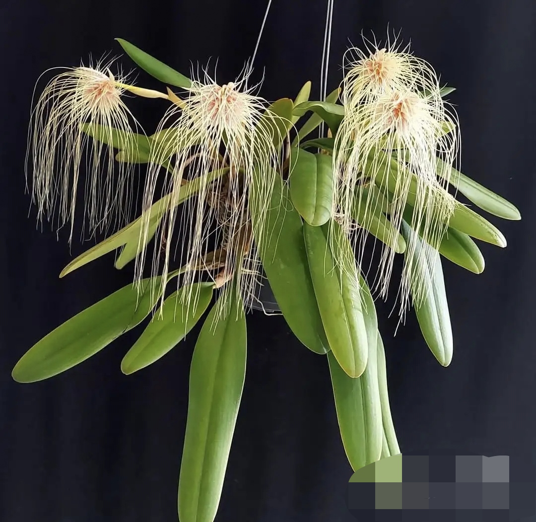 苏门答腊婆罗洲原产美杜莎豆兰 Bulbophyllum medusae