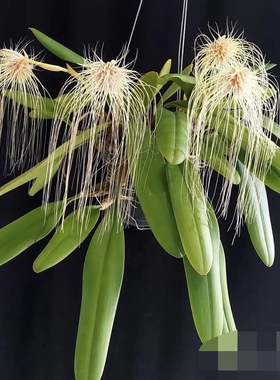 苏门答腊婆罗洲原产美杜莎豆兰 Bulbophyllum medusae