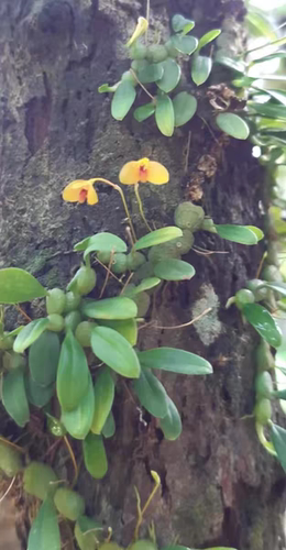 普洱石豆兰又名勐海石豆Bulbophyllum didymotripis一板