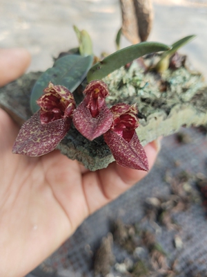 越南小红鞋石豆兰Bulb.bootanoides#雨林缸热植#洋兰#石豆兰