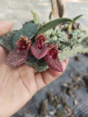 越南小红鞋石豆兰Bulb.bootanoides#雨林缸热植#洋兰#石豆兰