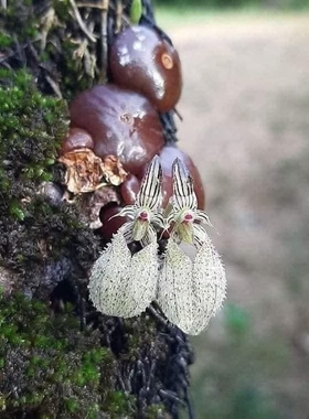 泰国藏银石豆Bulb.polliculosum