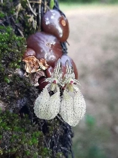 泰国藏银石豆Bulb.polliculosum
