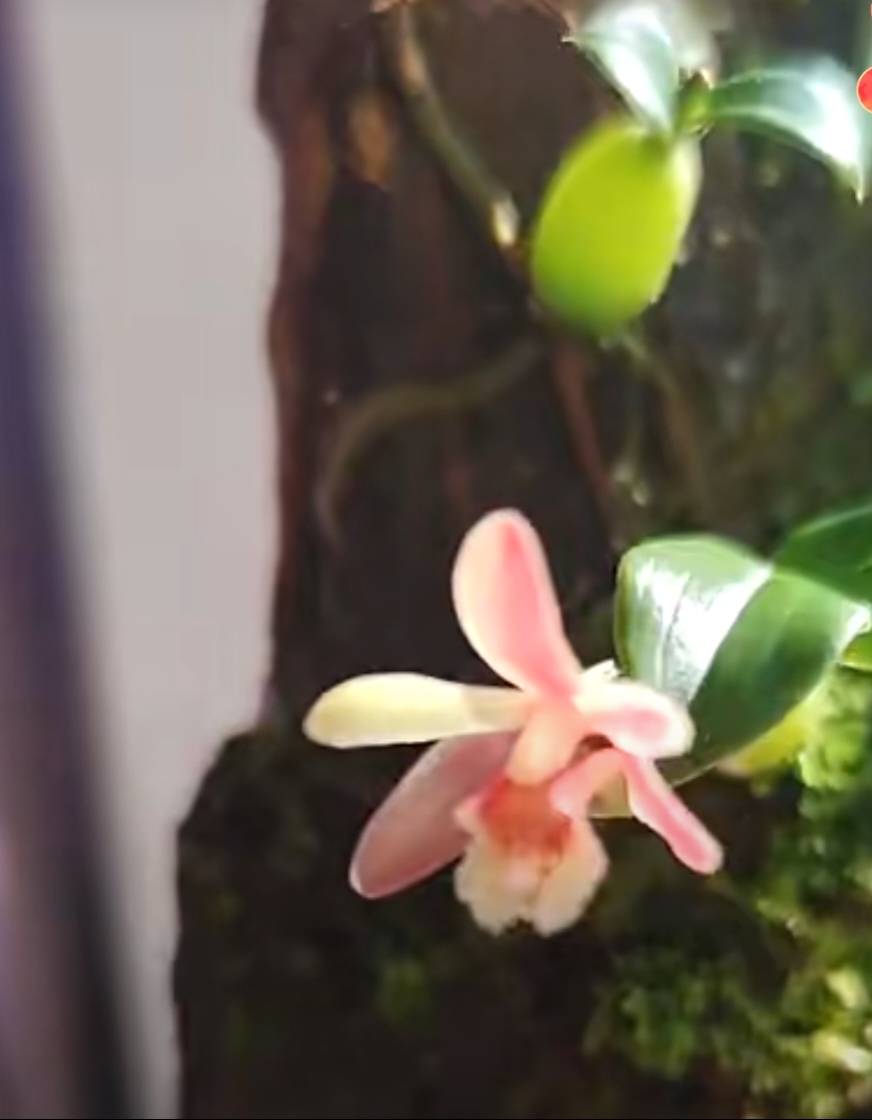 带花苞菱唇蛤兰Conchidium#热带雨林热植#附生兰#洋兰#迷你兰花