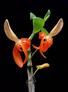 独角石斛Dendrobium unicum Seidenfadden 一盆
