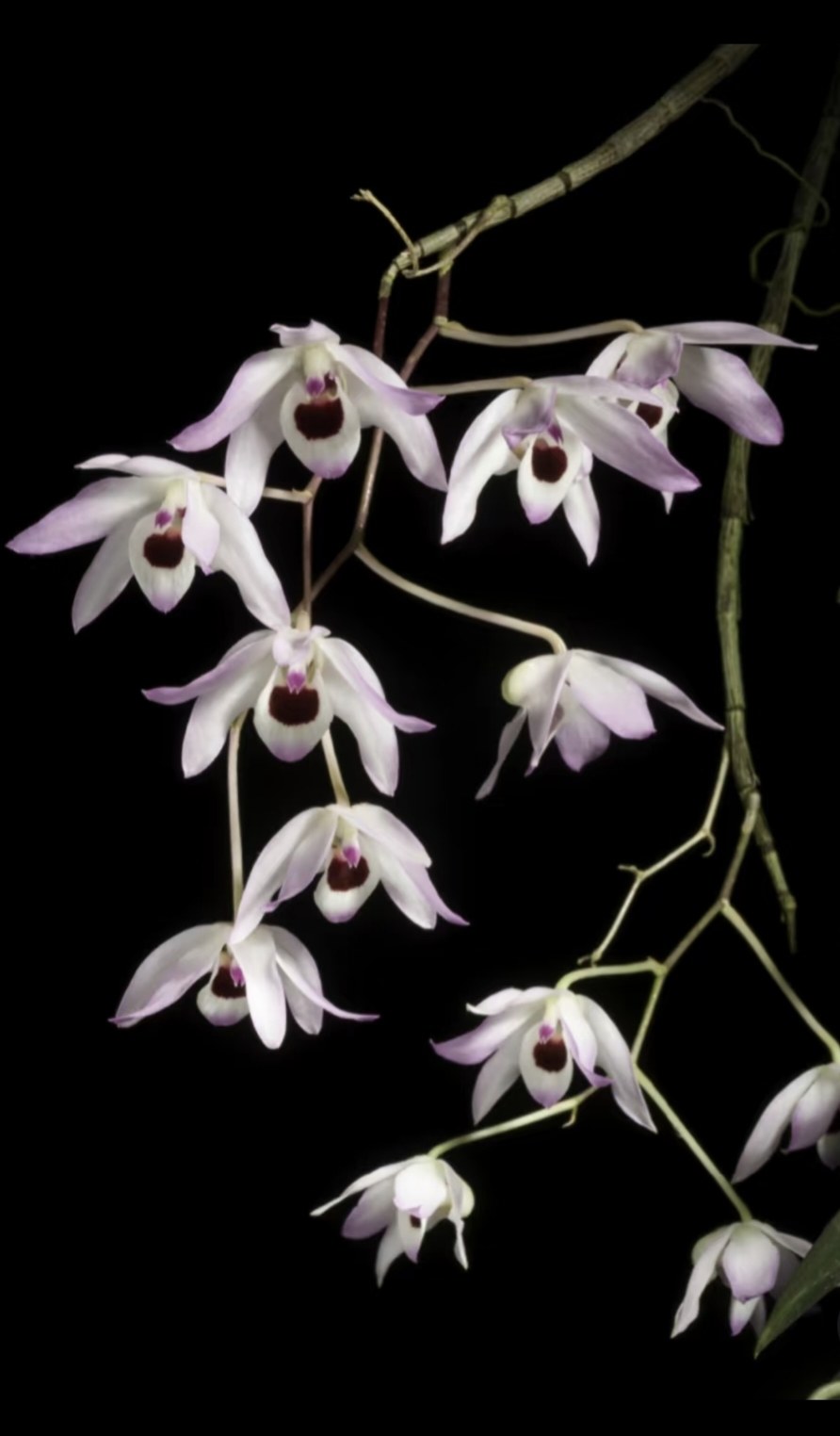 始兴石斛 den. shixingense