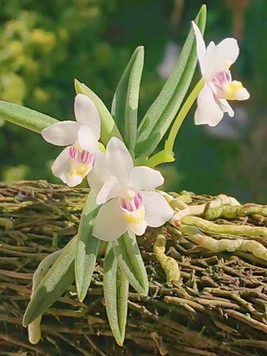 越南小白鸽长足兰Pterocerasleopardinum