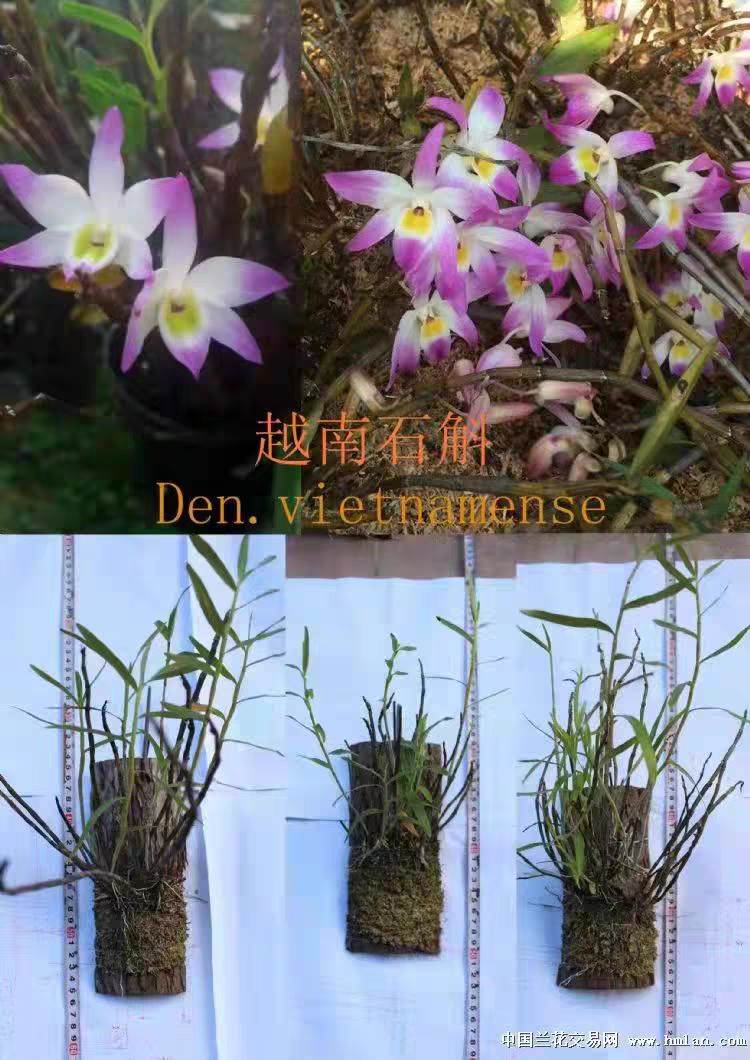 越南石斛（Dendrobium vietnamense）越南特有品种