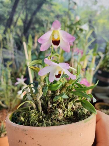 小曲茎石斛Dendrobium flexicaule 一盆或一板植