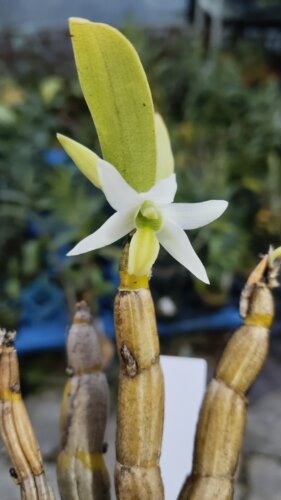 泰国糙舌石斛Dendrobium scabrilingue #石斛兰