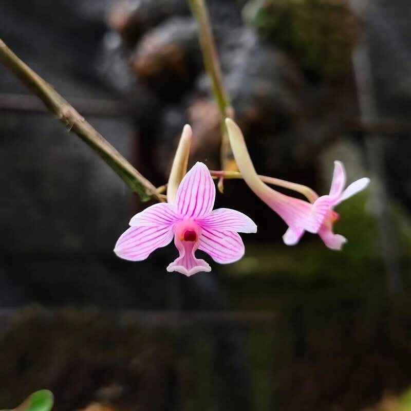 苏拉威西浅粉石斛Dendrobium roseosparsumP.O'Byrne & J.J.Verm - 实物图