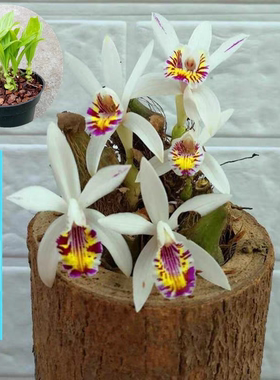 秋花独蒜兰Pleione maculata