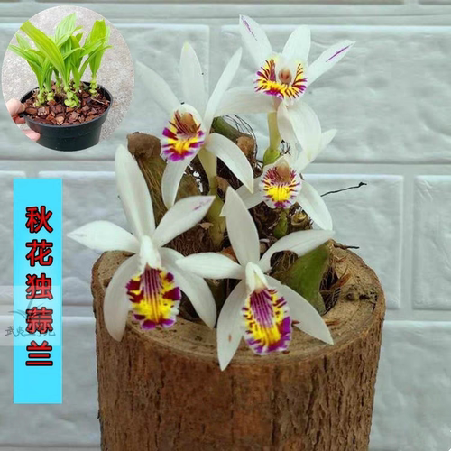 秋花独蒜兰Pleione maculata