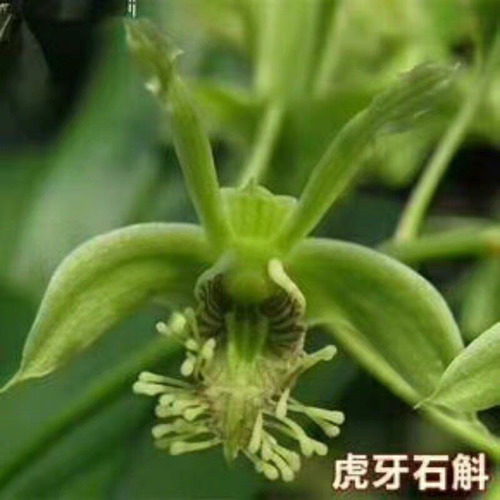 老挝虎牙（藏南）石斛Dendrobium delacourii Guillaumin 一份