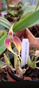 爪哇岛布鲁氏石豆兰Bulbophyllum blumei