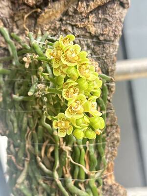 越南黄花异形兰蜘蛛兰Chiloschista parishii一板