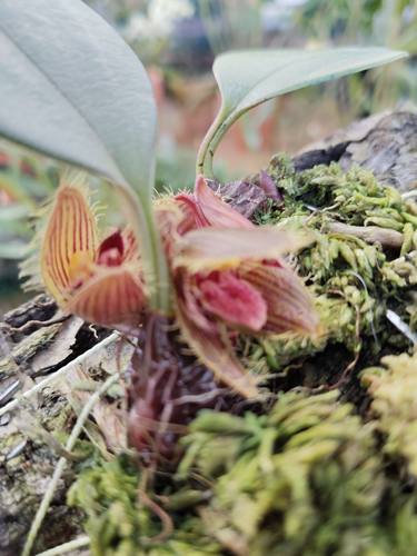 菲律宾苏瓣石豆兰(Butbophyllum dayanum Rchb.f.)一板6豆左右