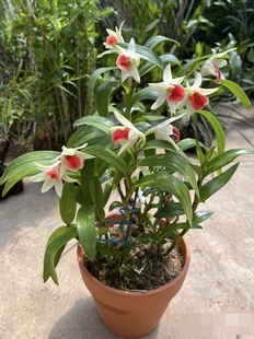 泰国西瓜红石斛Frosty Dawn丛林之城一盆