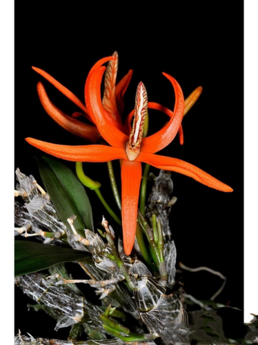 辣妹龙眼石斛Dendrobium lamyaiae G.Seidenfaden