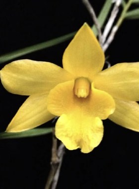 竹叶石斛#细叶石斛Den. hancockii#石斛兰#洋兰#兰花#附生兰