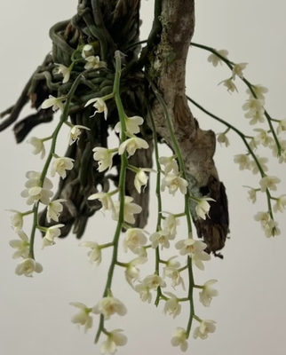 白花异形兰（Chiloschista yunnanensis Schltr.）一板