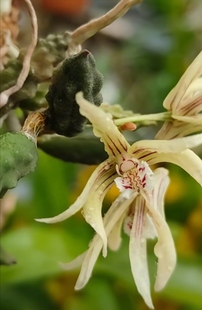 澳洲昆士兰苦瓜石斛Dendrobium cucumerinum#洋兰#石斛兰#附生兰